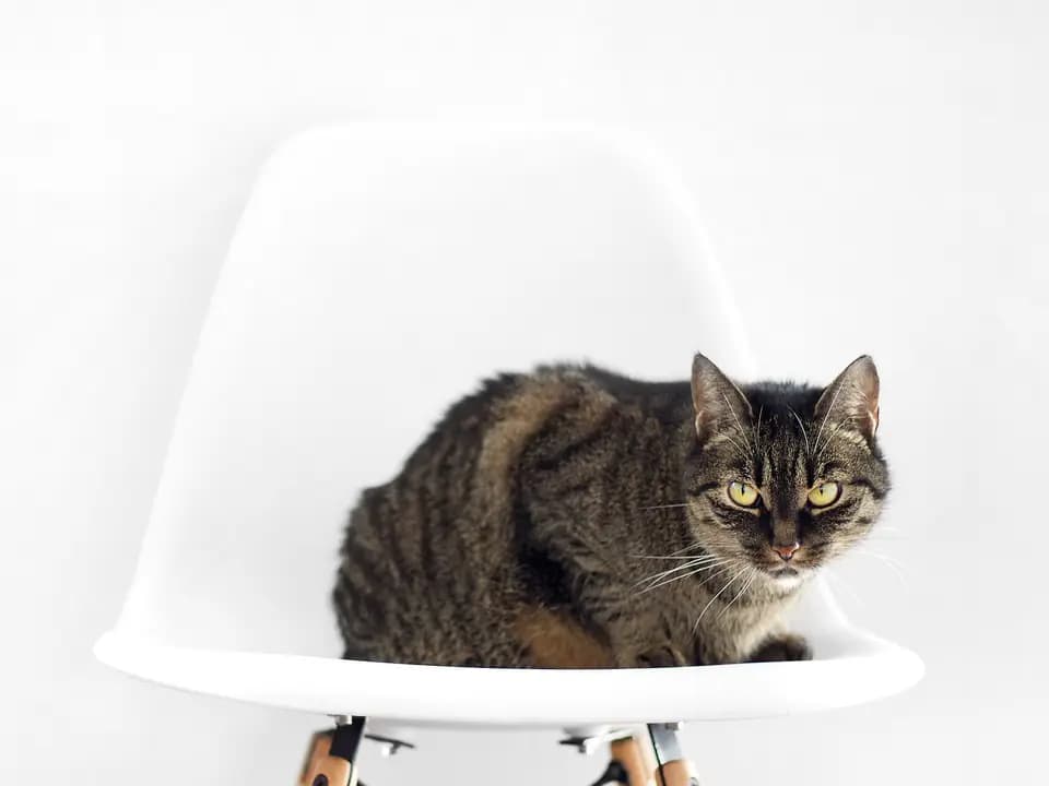 Kucing belang duduk di kursi putih